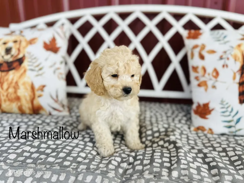 F1B Marshmallow  – Cockapoo puppy for sale in Troy, MO