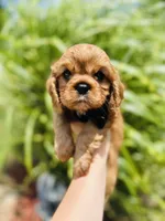 Eggroll, a male Cavalier King Charles Spaniel for sale in Troy, MO – 5 of 5