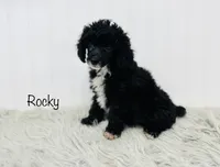 Rocky, a male Poodle - Toy  for sale in Troy, MO – 2 of 3