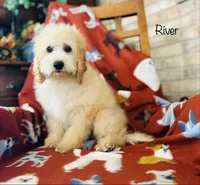F1B River, a male Cockapoo for sale in Troy, MO – 2 of 5