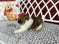 AKC Darling, a female Shih Tzu for sale in Troy, MO – 3 of 4