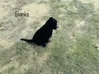 Banks, a male Cavapoo for sale in Troy, MO – 3 of 7