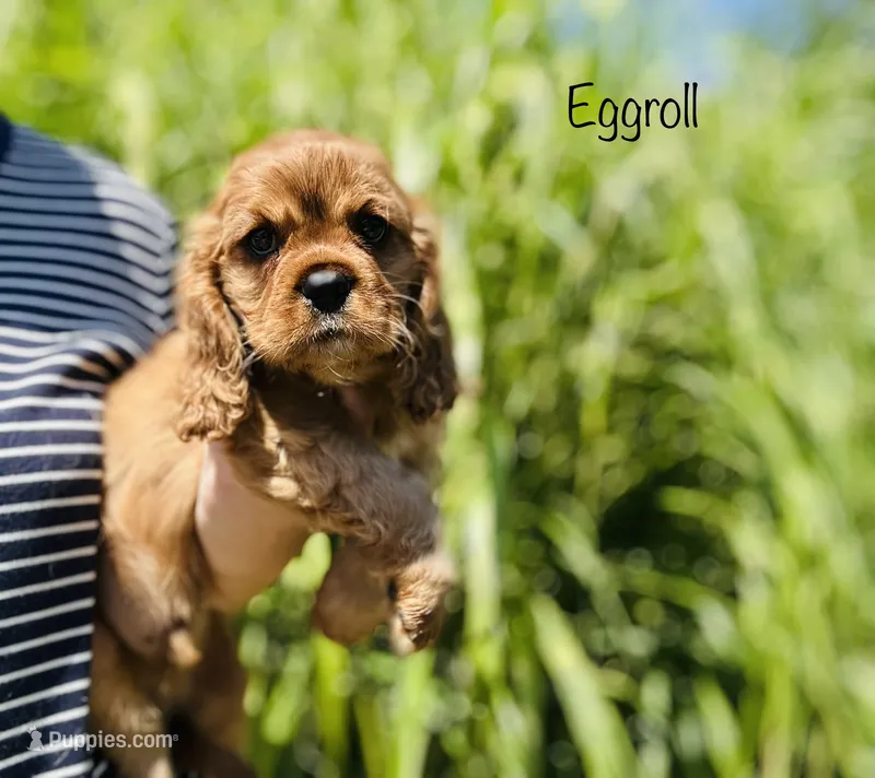 Eggroll – Cavalier King Charles Spaniel puppy for sale in Troy, MO