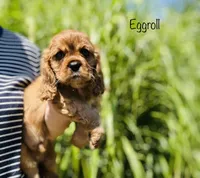 Eggroll, a male Cavalier King Charles Spaniel for sale in Troy, MO – 1 of 5