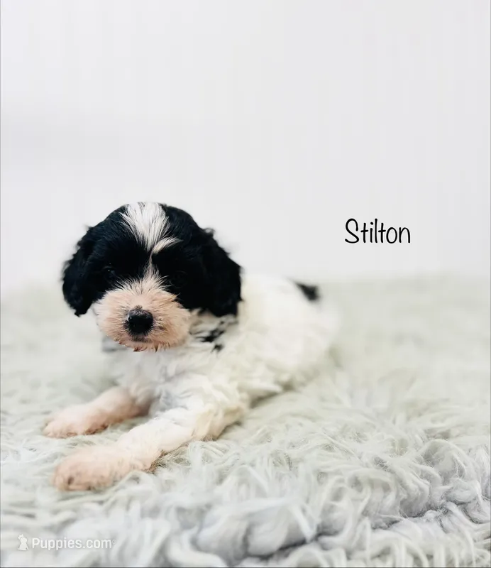Stilton  – Cavapoo puppy for sale in Troy, MO
