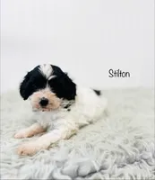 Stilton , a male Cavapoo for sale in Troy, MO – 1 of 2