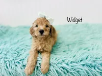 F1B Widget, a female Irish Doodle for sale in Troy, MO – 3 of 3