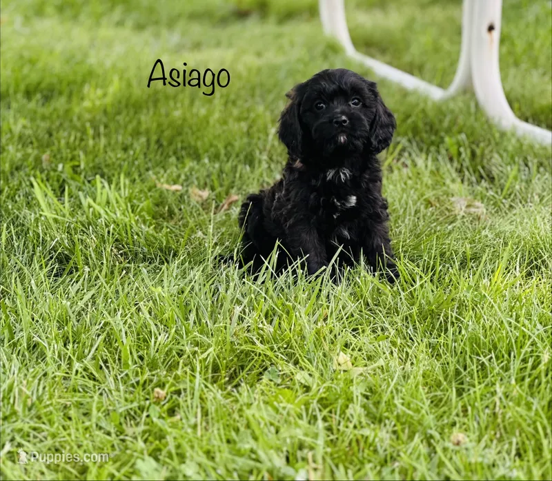 Asiago  – Cavapoo puppy for sale in Troy, MO