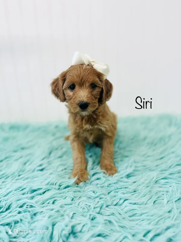 F1B Siri – Irish Doodle puppy for sale in Troy, MO