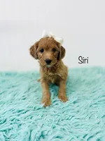 F1B Siri, a female Irish Doodle for sale in Troy, MO – 1 of 2