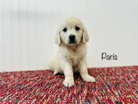 AKC Paris, a female English Cream Golden Retriever for sale in Troy, MO – 1 of 3