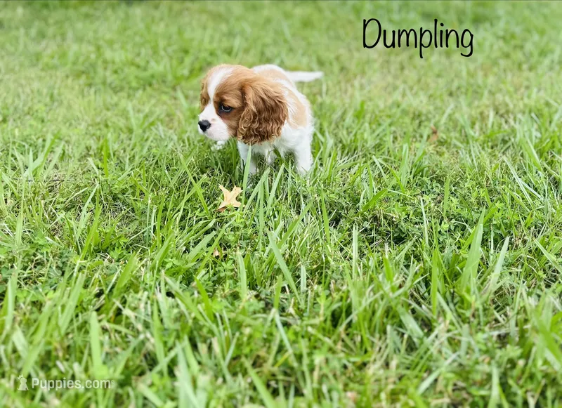Dumpling  – Cavalier King Charles Spaniel puppy for sale in Troy, MO