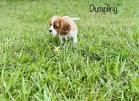 Dumpling , a female Cavalier King Charles Spaniel for sale in Troy, MO – 1 of 7