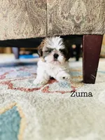 AKC Zuma, a female Shih Tzu for sale in Troy, MO – 3 of 4