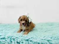 Ruby , a female Cavapoo for sale in Troy, MO – 2 of 4
