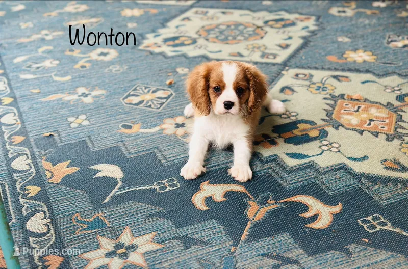 Wonton  – Cavalier King Charles Spaniel puppy for sale in Troy, MO
