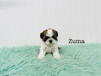 AKC Zuma, a female Shih Tzu for sale in Troy, MO – 4 of 4