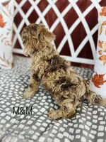 F1B M&M, a male Cockapoo for sale in Troy, MO – 2 of 3