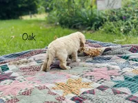 F1B Oak, a male Cockapoo for sale in Troy, MO – 2 of 3