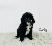 Rocky, a male Poodle - Toy  for sale in Troy, MO – 3 of 3