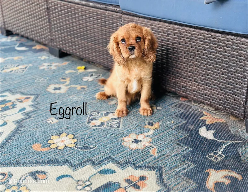 Eggroll – Cavalier King Charles Spaniel puppy for sale in Troy, MO