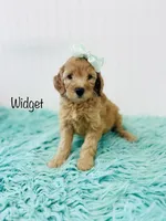 F1B Widget, a female Irish Doodle for sale in Troy, MO – 2 of 3