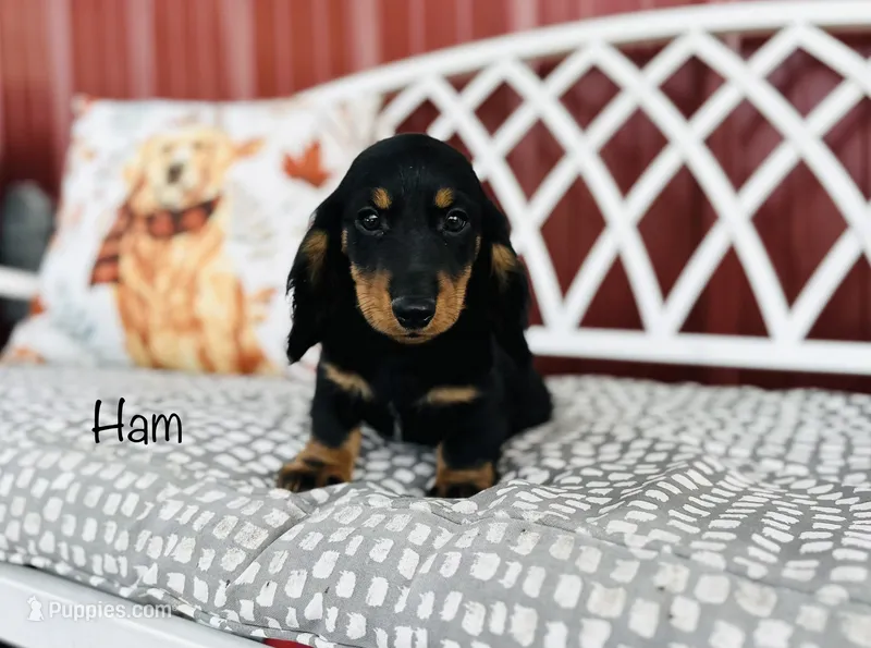 AKC Ham – Miniature Dachshund puppy for sale in Troy, MO