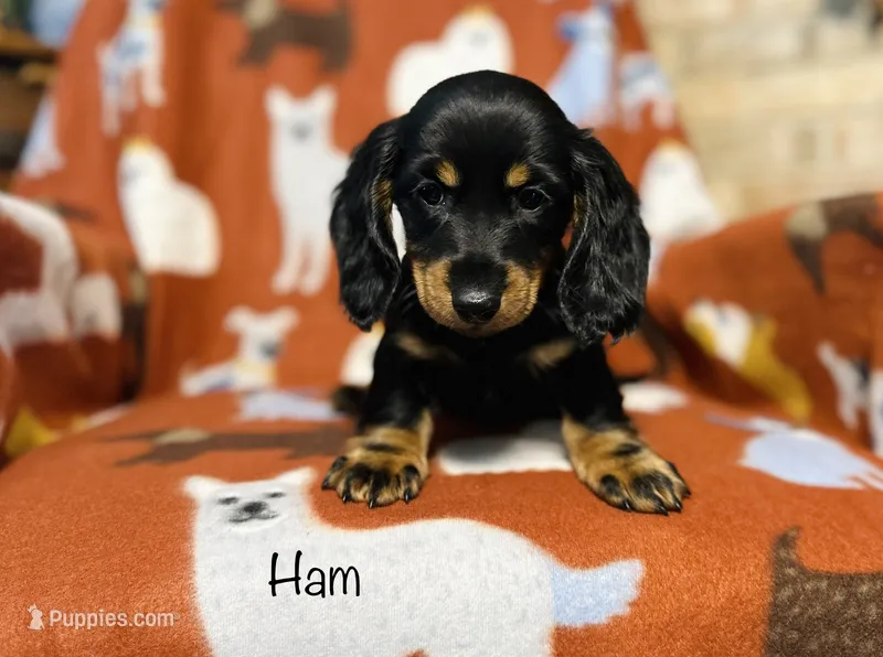 AKC Ham – Miniature Dachshund puppy for sale in Troy, MO