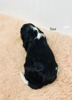 processed/821a27b2-fa1a-4b98-ba55-cc2f15dfd514/listing/999f3359-a37e-4813-9545-141dc2f89f40/ce8822c6-dfef-41cf-aff7-a322ab723a11