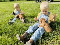 AKC George , a male Cavalier King Charles Spaniel for sale in Troy, MO – 3 of 4