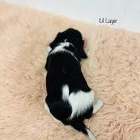 Lil Lager, a male Cavalier King Charles Spaniel for sale in Troy, MO – Photo 5 of 5