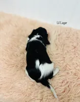 Lil Lager, a male Cavalier King Charles Spaniel for sale in Troy, MO – Photo 4 of 4