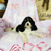 Lil Lager, a male Cavalier King Charles Spaniel for sale in Troy, MO – Photo 3 of 5
