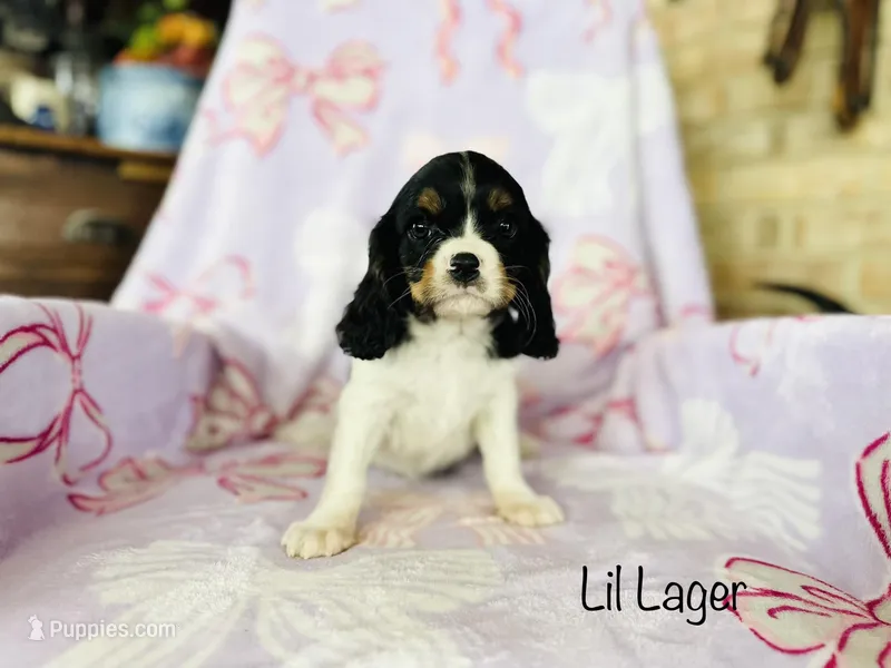 Lil Lager