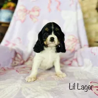 Lil Lager, a male Cavalier King Charles Spaniel for sale in Troy, MO – Photo 2 of 5