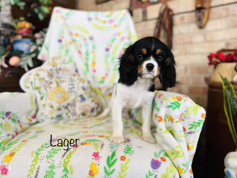 Lil Lager – Cavalier King Charles Spaniel puppy for sale in Troy, MO