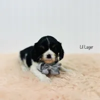 Lil Lager, a male Cavalier King Charles Spaniel for sale in Troy, MO – Photo 4 of 5