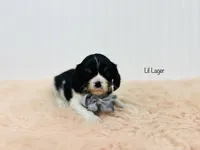 Lil Lager, a male Cavalier King Charles Spaniel for sale in Troy, MO – Photo 3 of 4