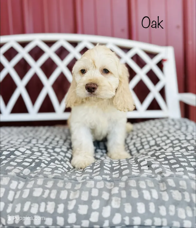 F1B Oak – Cockapoo puppy for sale in Troy, MO