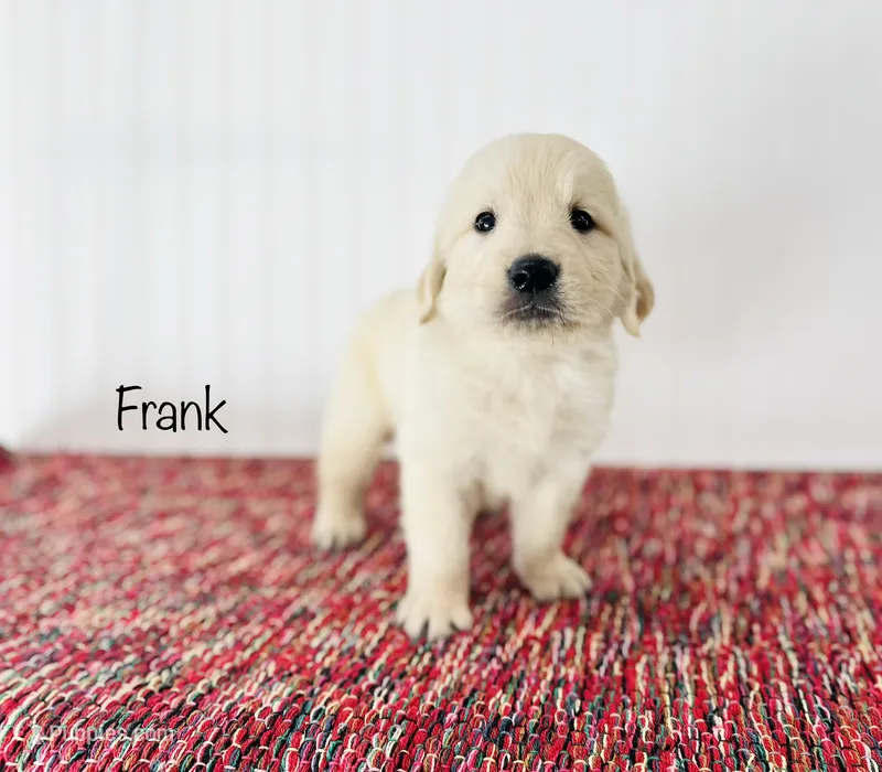AKC Frank – Golden Retriever puppy for sale in Troy, MO