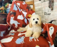F1B River, a male Cockapoo for sale in Troy, MO – 1 of 5