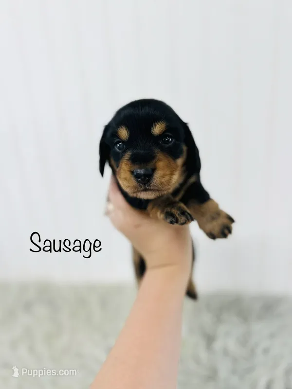 AKC Sausage  – Miniature Dachshund puppy for sale in Troy, MO