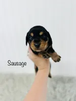AKC Sausage , a male Miniature Dachshund for sale in Troy, MO – 1 of 2