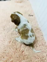 Porter, a male Cavalier King Charles Spaniel for sale in Troy, MO – Photo 4 of 4