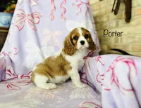 Porter, a male Cavalier King Charles Spaniel for sale in Troy, MO – Photo 1 of 4