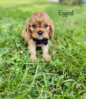Eggroll, a male Cavalier King Charles Spaniel for sale in Troy, MO – 3 of 5