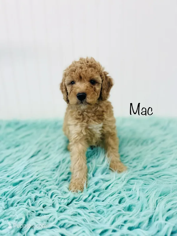 F1B Mac – Irish Doodle puppy for sale in Troy, MO