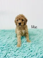 F1B Mac, a male Irish Doodle for sale in Troy, MO – 1 of 4