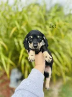 AKC Jet, a male Miniature Dachshund for sale in Troy, MO – 1 of 2
