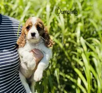 Dumpling , a female Cavalier King Charles Spaniel for sale in Troy, MO – 2 of 7